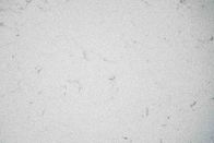 Kunstmatige Witte het Kwartssteen van Cararra voor het Bouwmateriaal van Kitchentop/met SGS Normen